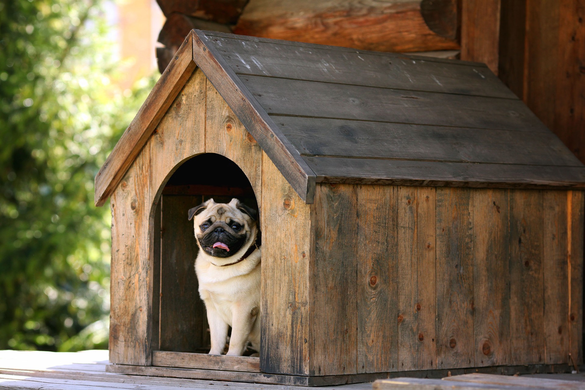 Funny pug dog in the dog house